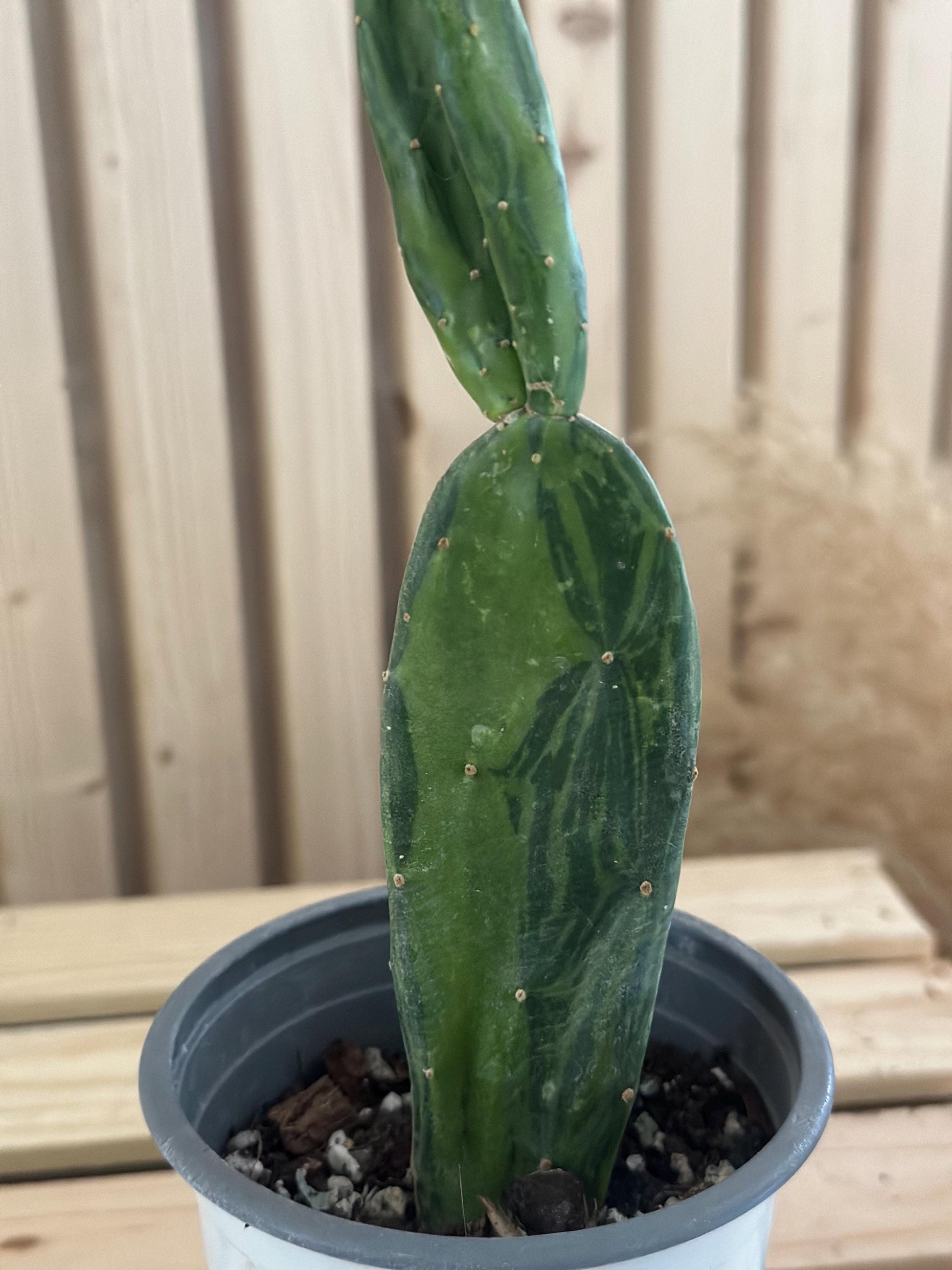 Opuntia cochenillifera - ‘Cochineal cactus’ - Spineless variegated prickly pear cactus