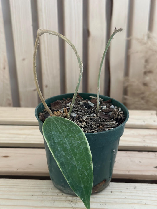 Hoya macrophylla variegata - Vining wax plant