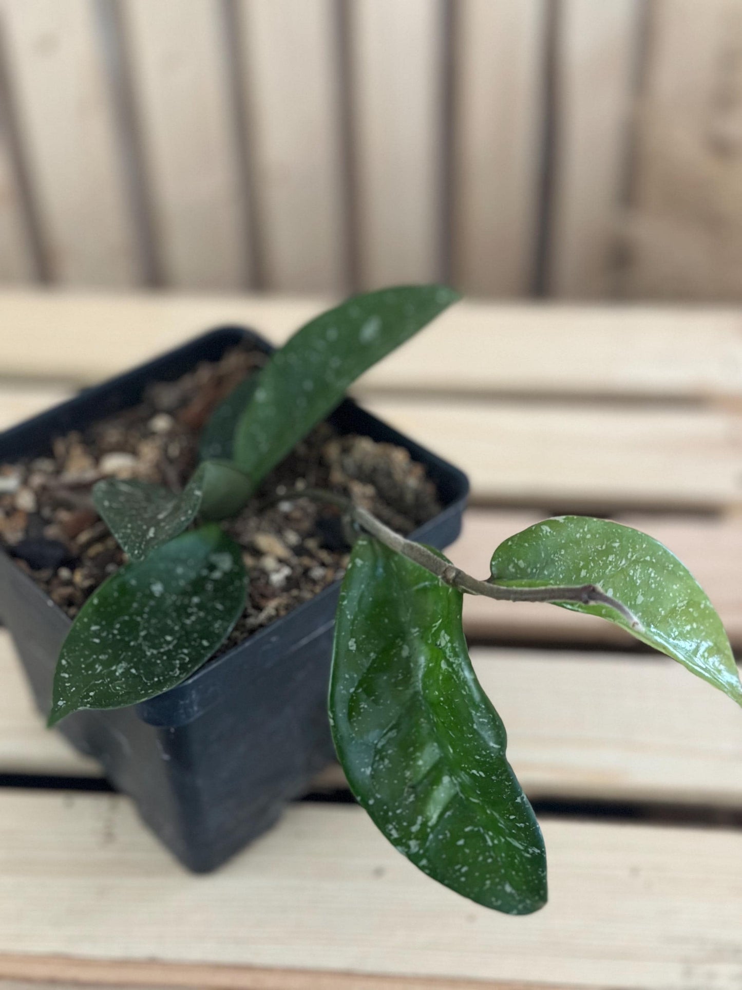 Hoya “Dalton Henry” - Vining Wax Plant