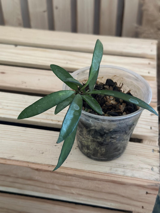 Hoya wayetii - Vining Wax Plant