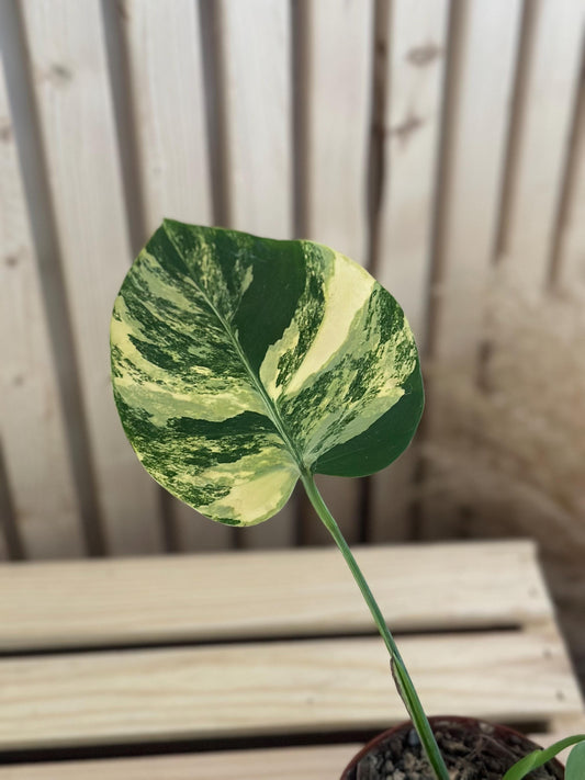 Monstera Deliciosa "Aurea" Variegata exact plant