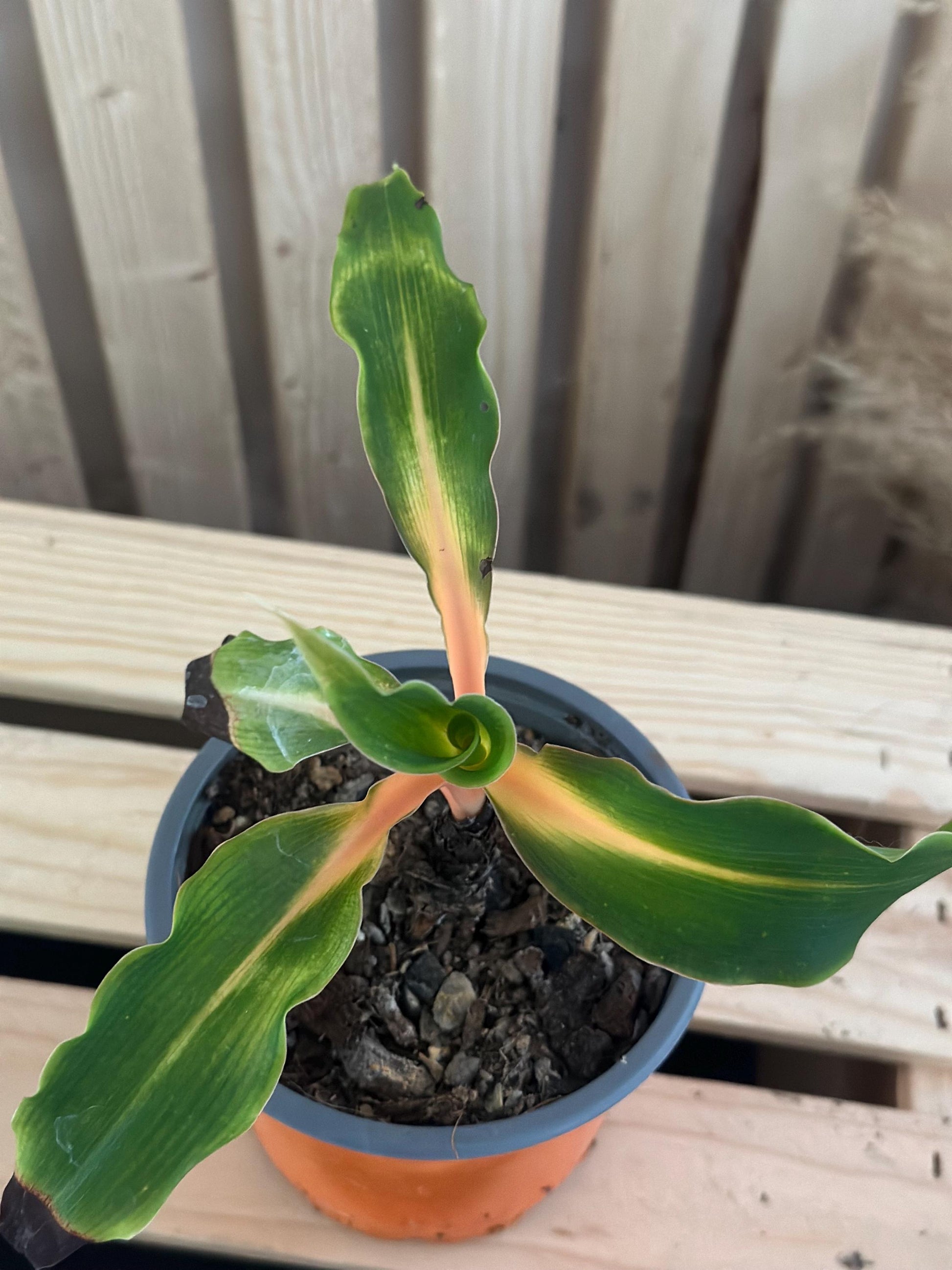 Spider Plant ‘Mandarin Orange’ ‘Fire Flash - Chlorophytum amaniense