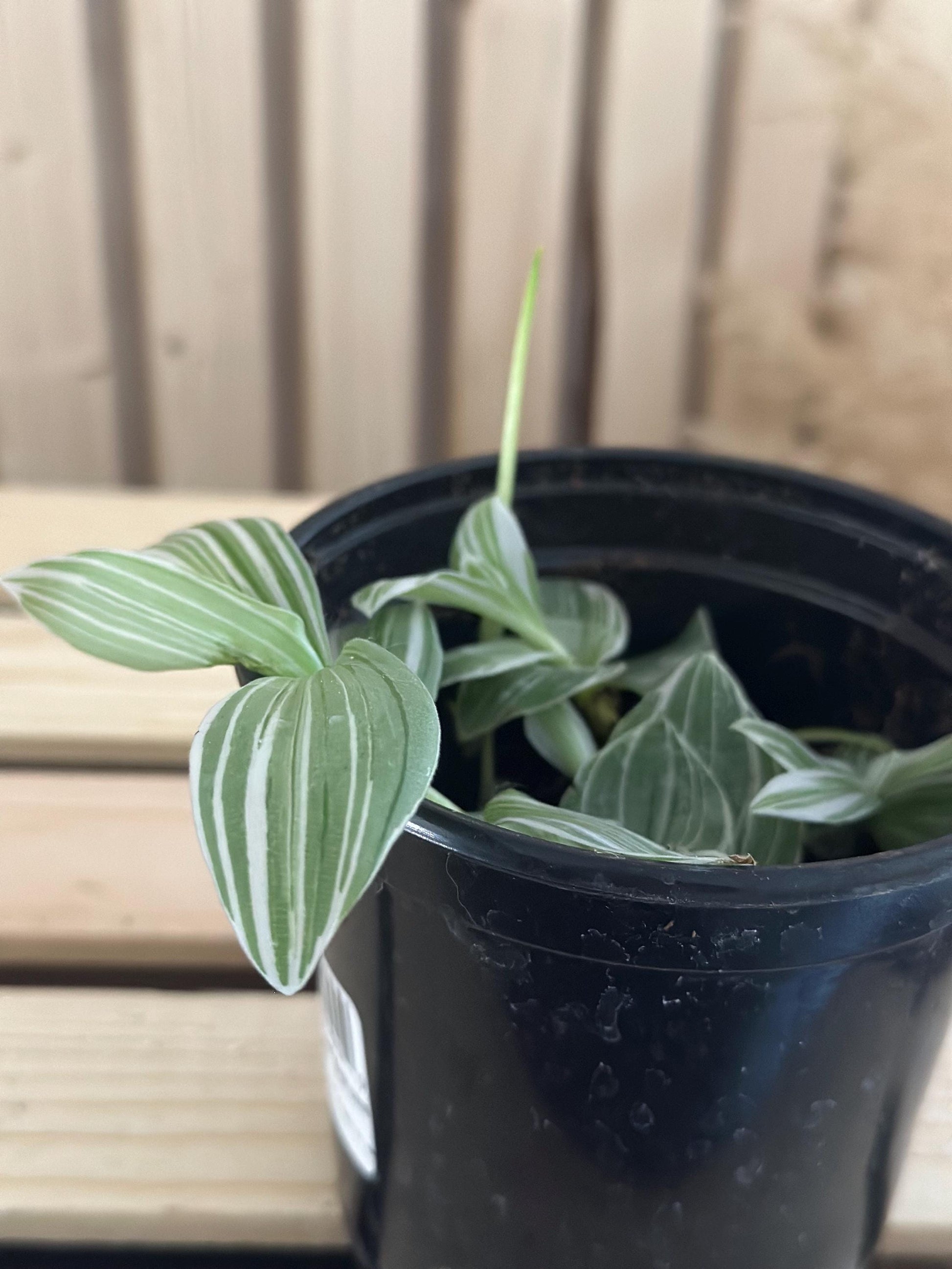 Tradescantia albiflora - White variegated striped live inch plant