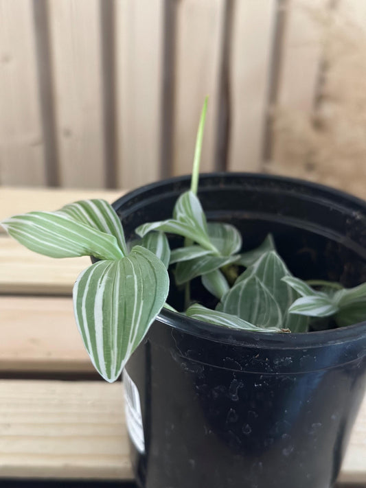 Tradescantia albiflora - White variegated striped live inch plant