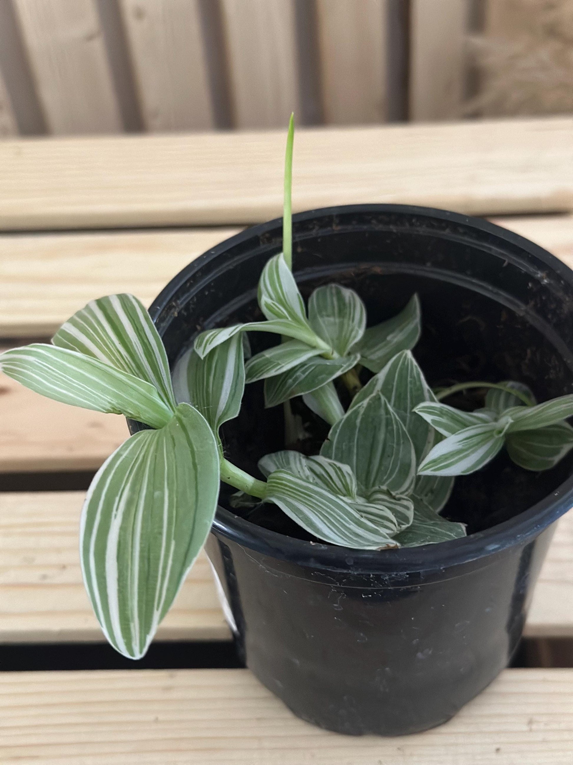 Tradescantia albiflora - White variegated striped live inch plant