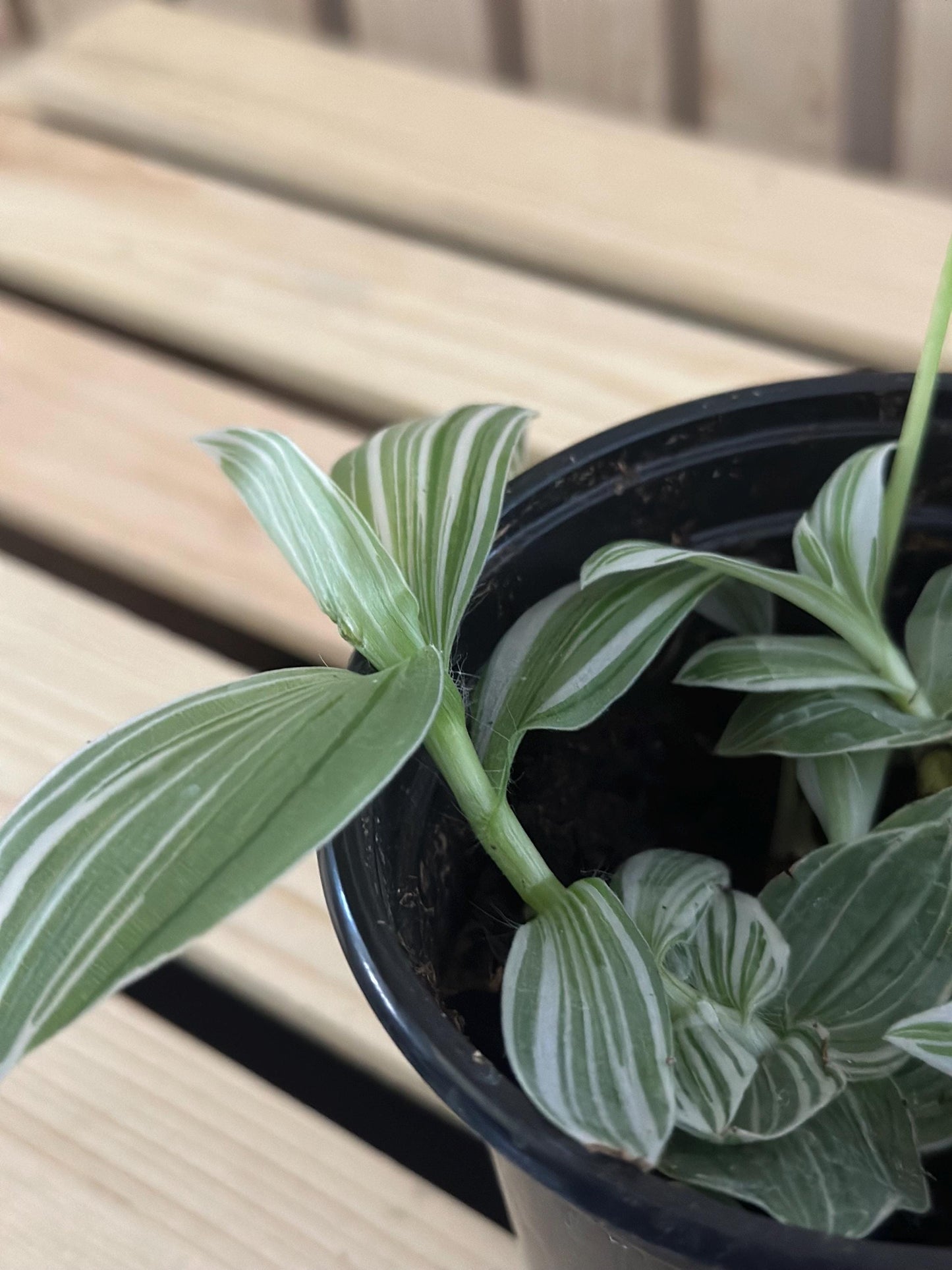 Tradescantia albiflora - White variegated striped live inch plant