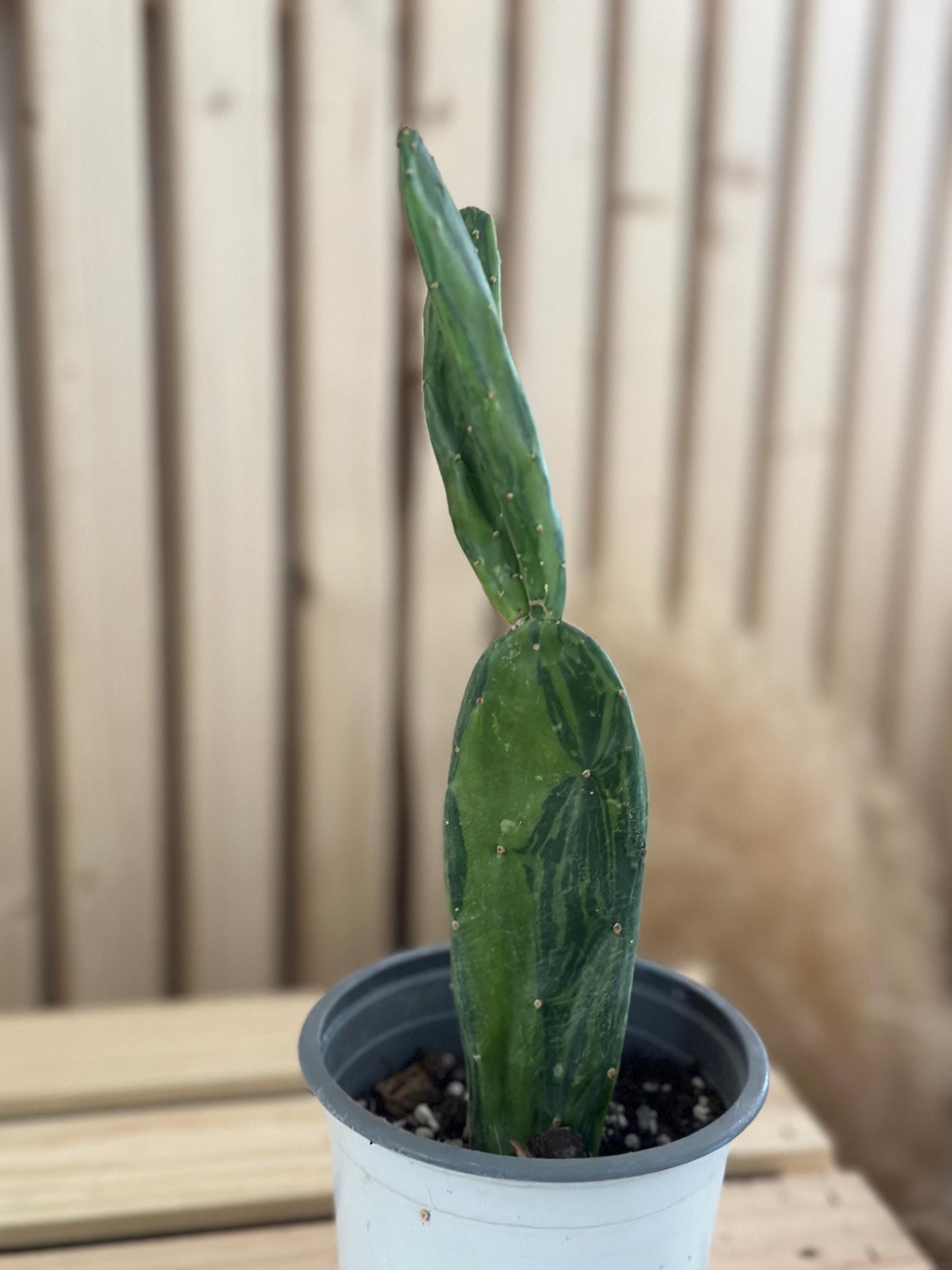 Opuntia cochenillifera - ‘Cochineal cactus’ - Spineless variegated prickly pear cactus