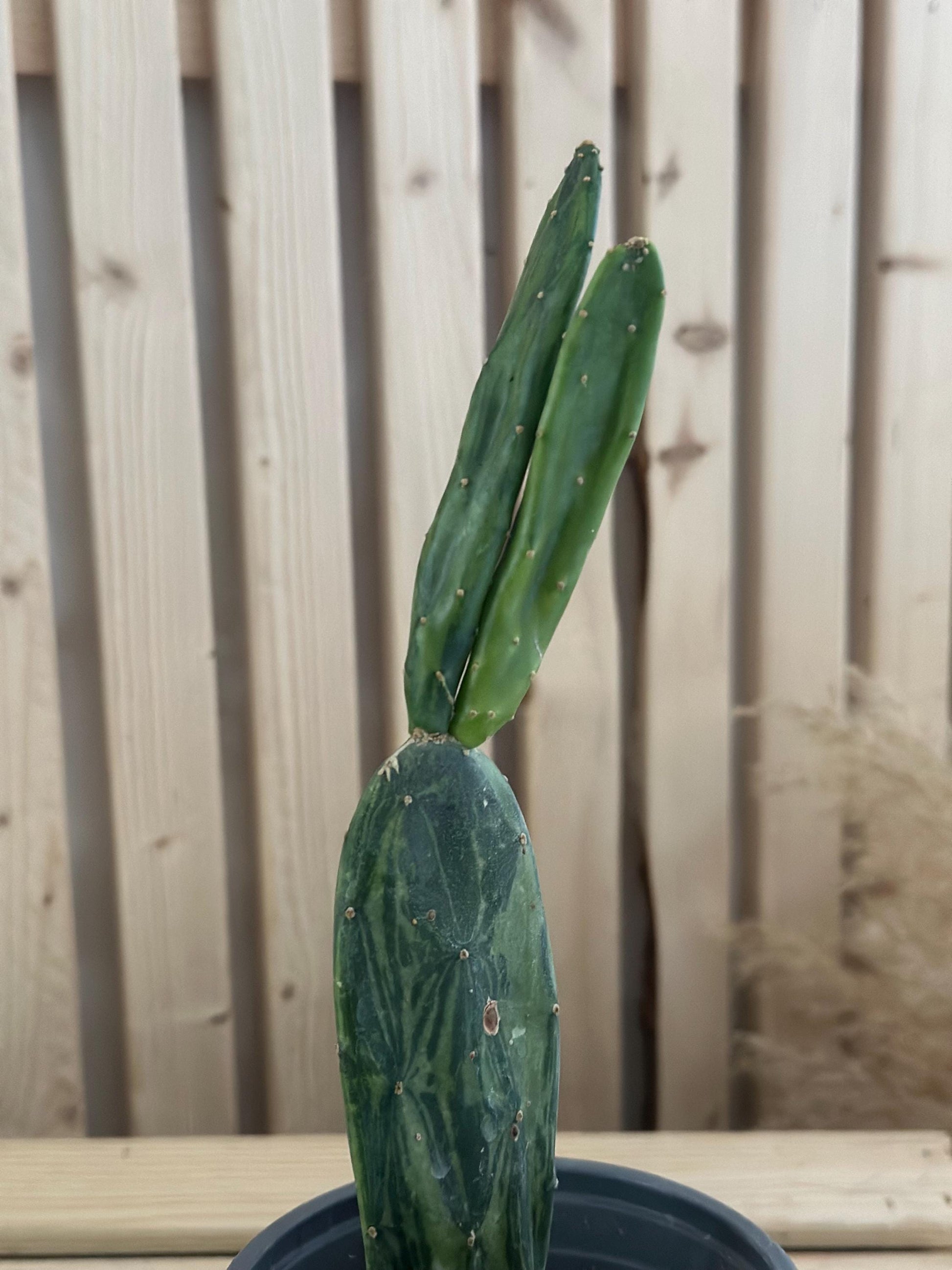 Opuntia cochenillifera - ‘Cochineal cactus’ - Spineless variegated prickly pear cactus