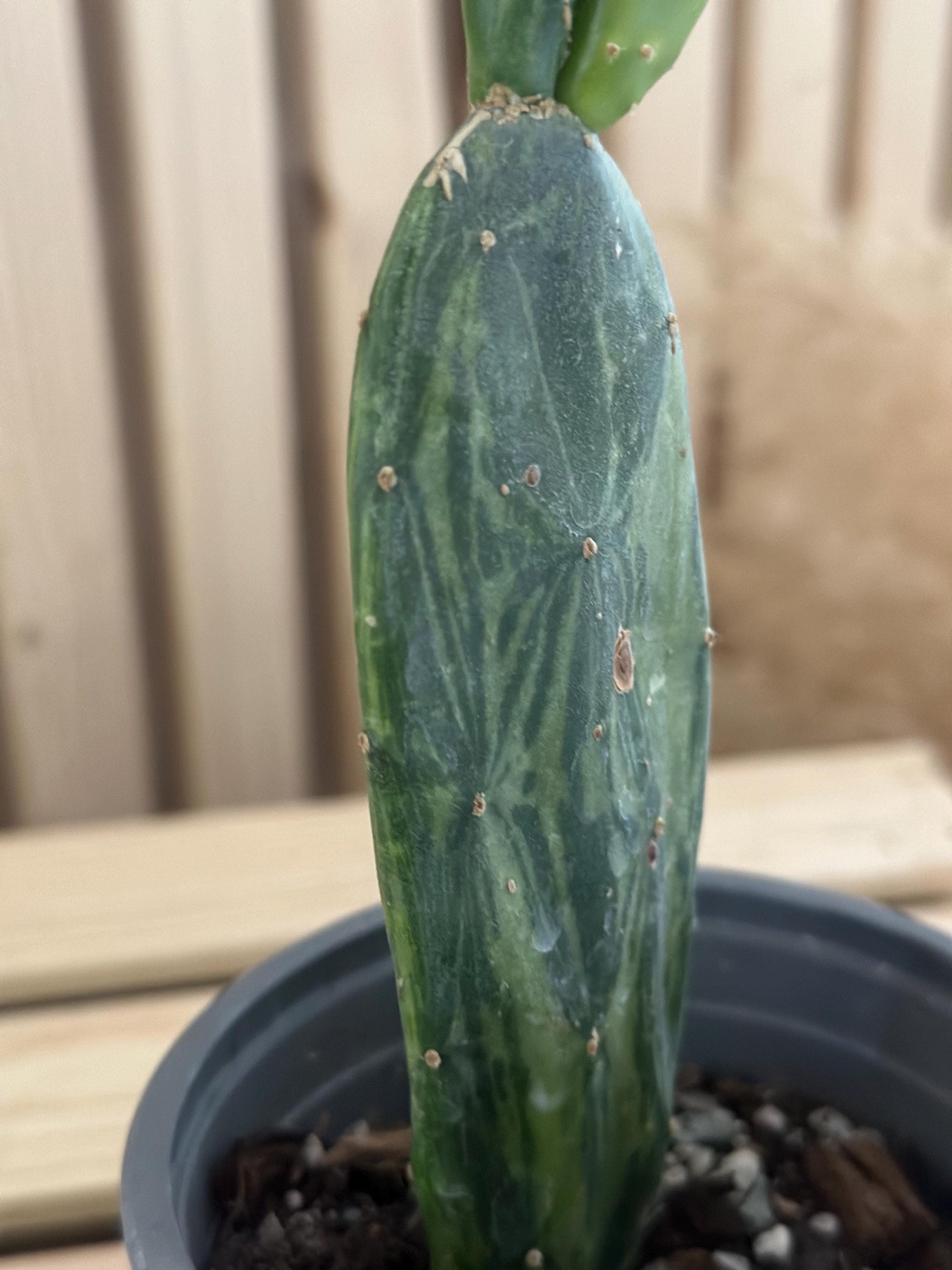 Opuntia cochenillifera - ‘Cochineal cactus’ - Spineless variegated prickly pear cactus