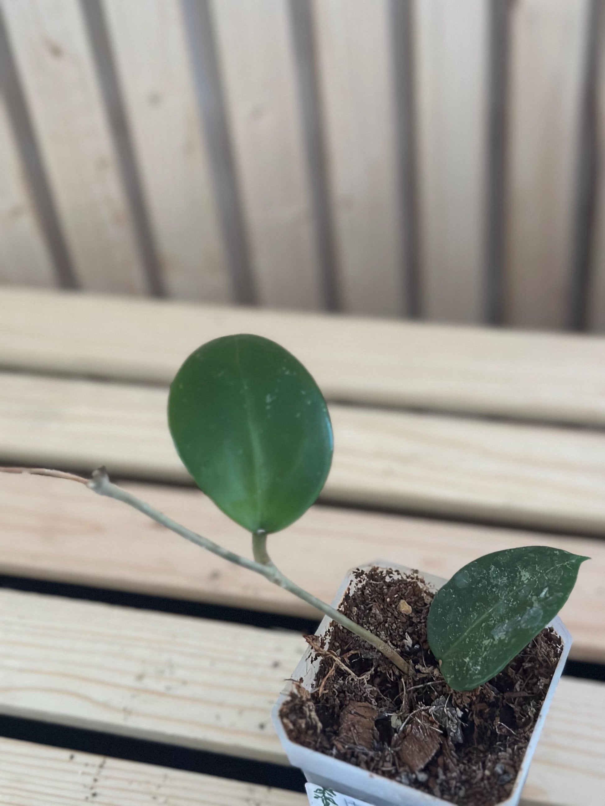 Hoya parasitica 'Splash'