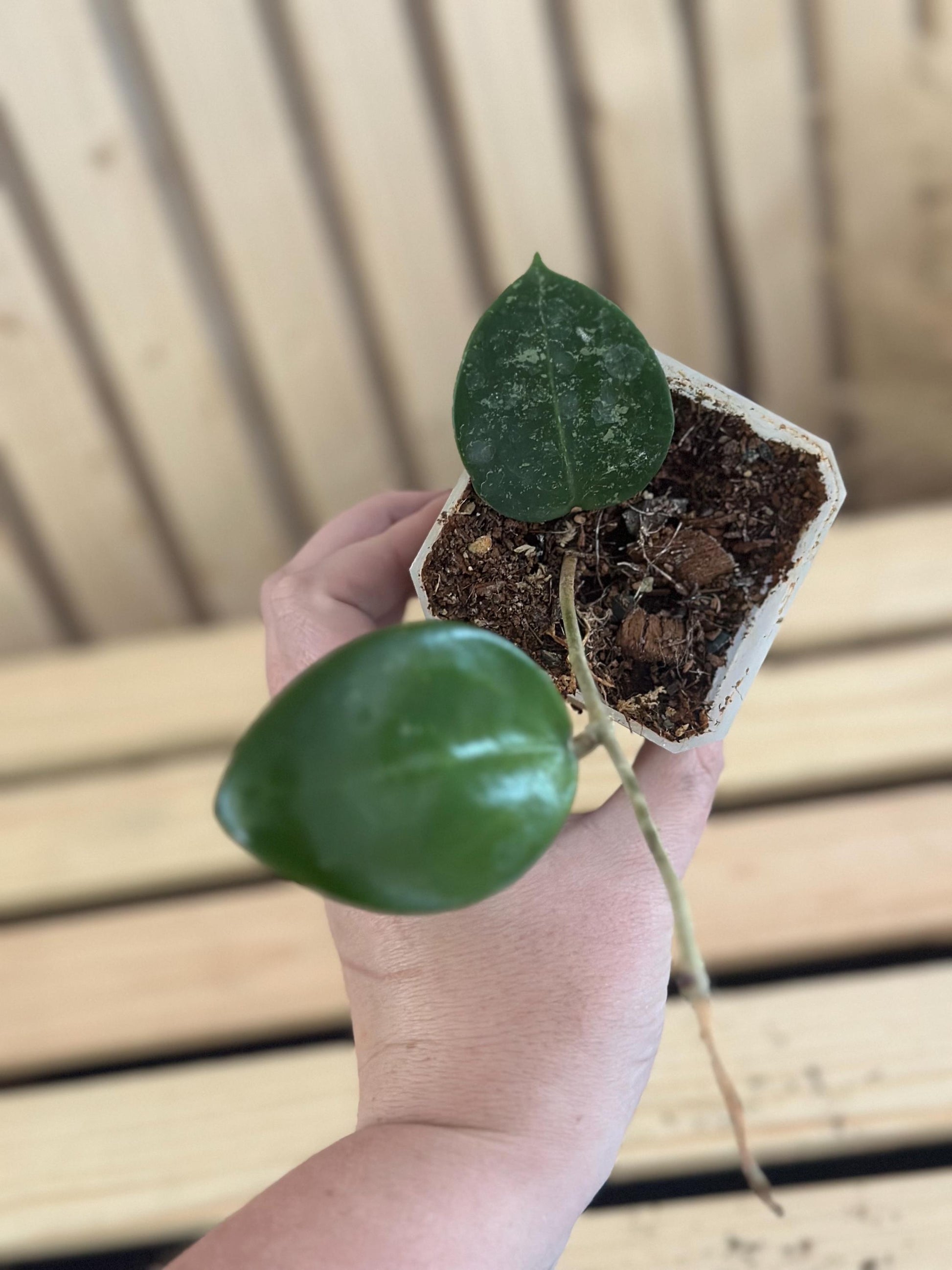 Hoya parasitica 'Splash'