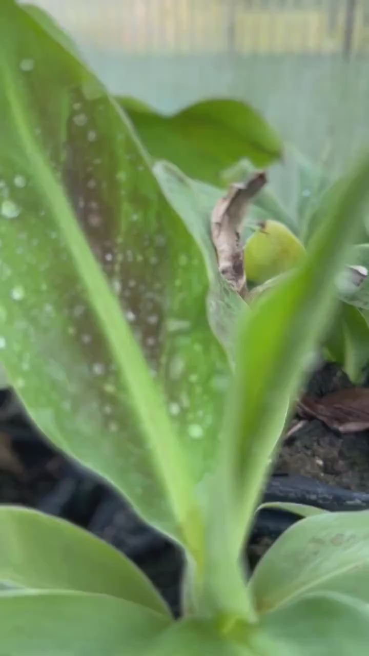 Musa acuminata ‘Zebrina’ - Baby blood banana tree