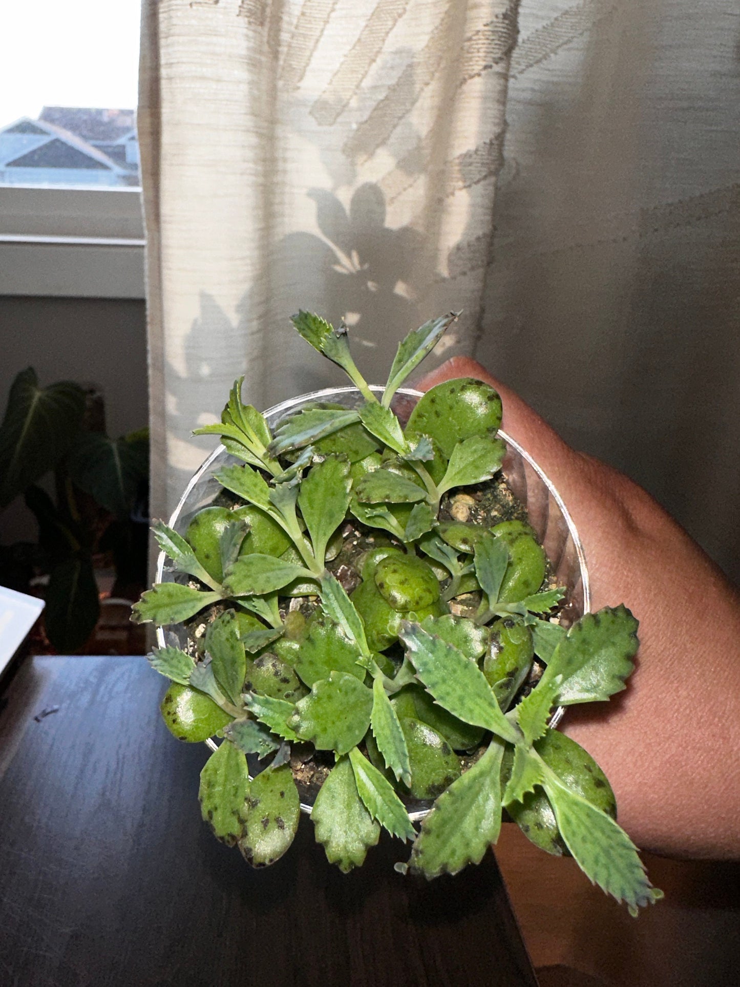 Kalanchoe daigremontiana - "Mother of Thousands"