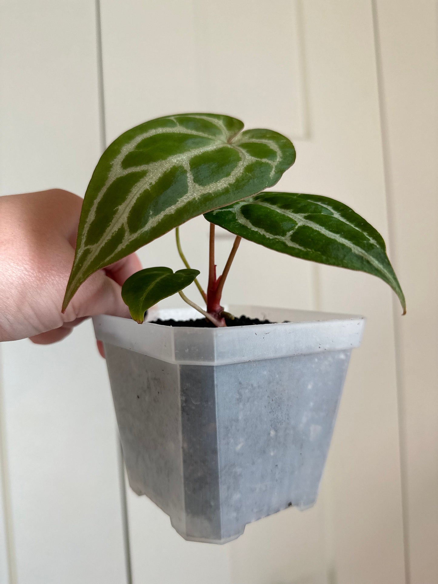 Anthurium Crystallinum Magnificum x MagX