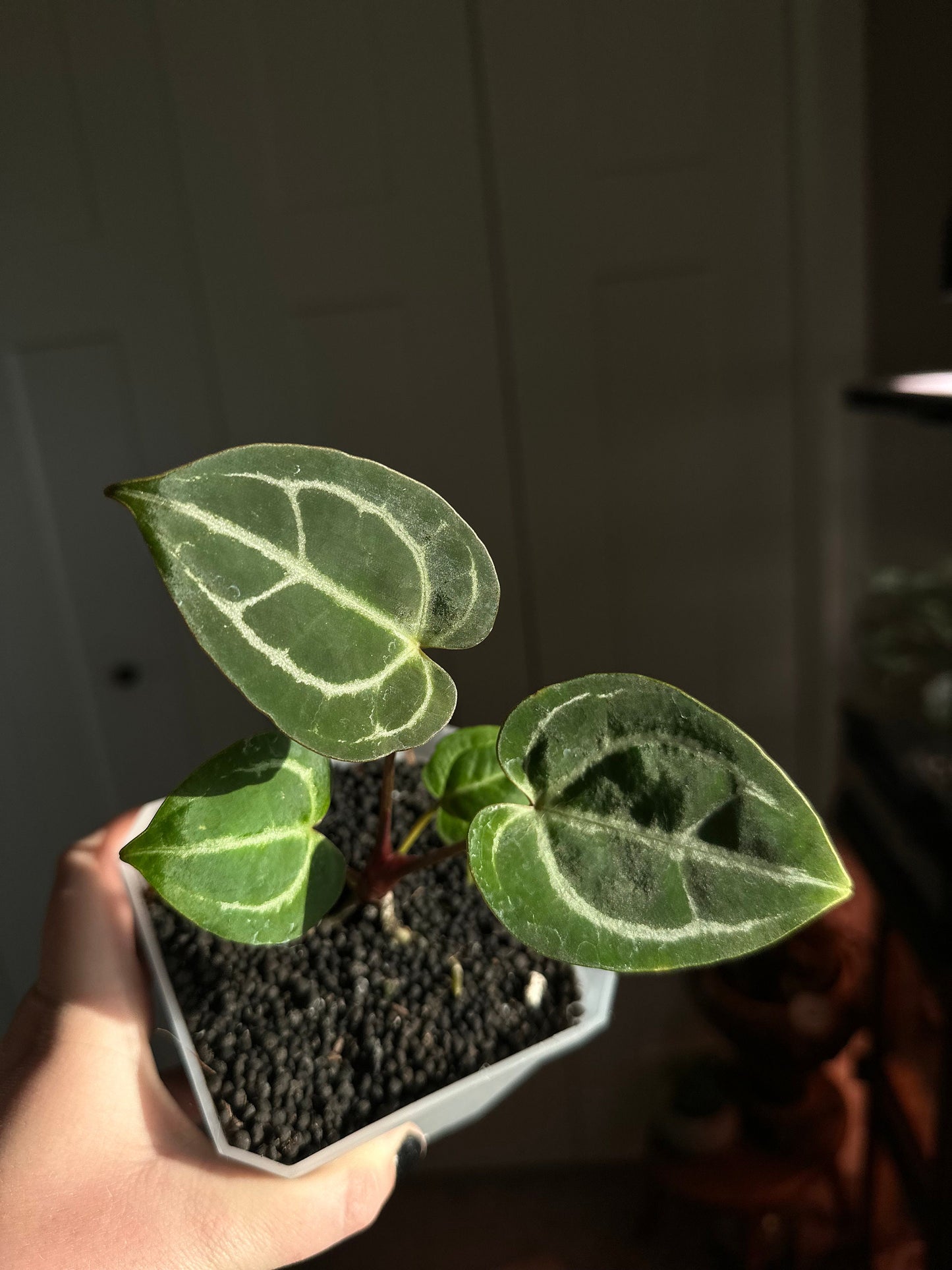 Anthurium Crystallinum Magnificum x MagX