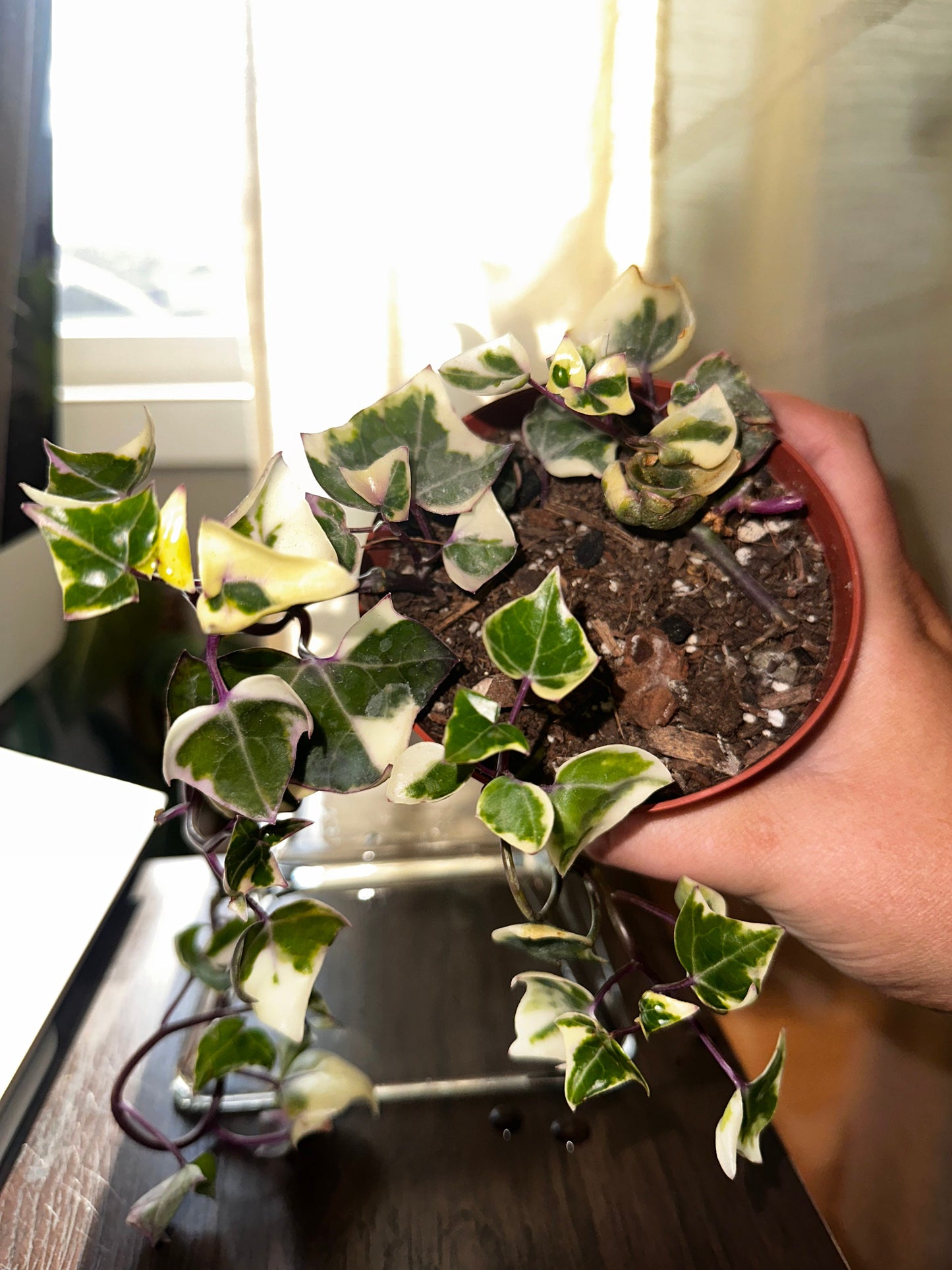 Senecio macroglossus variegatus - "Variegated Wax Ivy"