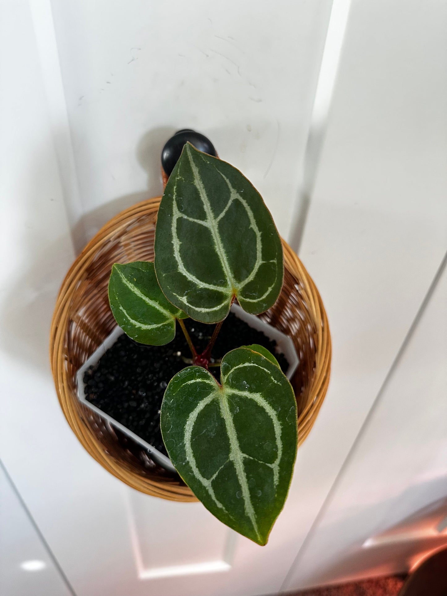 Anthurium Crystallinum Magnificum x MagX