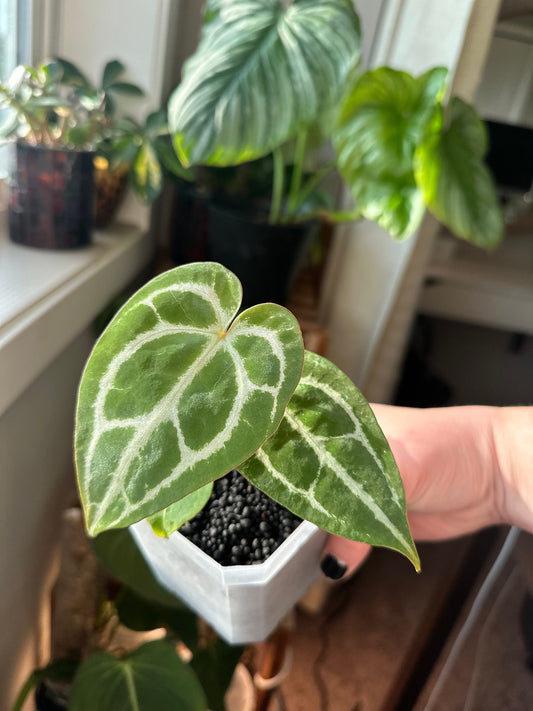 Anthurium Crystallinum Magnificum x MagX