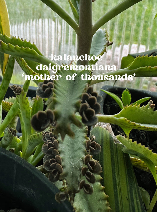 Kalanchoe daigremontiana - "Mother of Thousands"