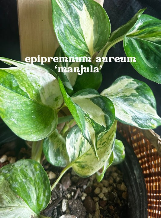 Epipremnum aureum 'Manjula' - 'Manjula Pothos'