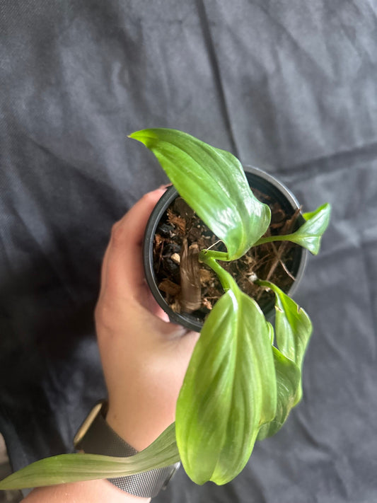 Epipremnum amplissimum 'Silver Stripe'