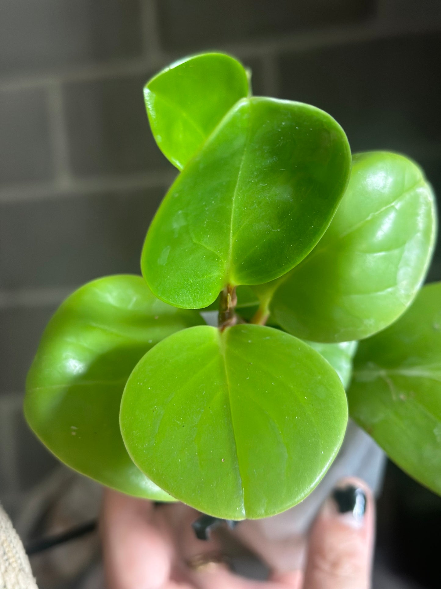 Peperomia obtusifolia 'Baby Rubber Plant'