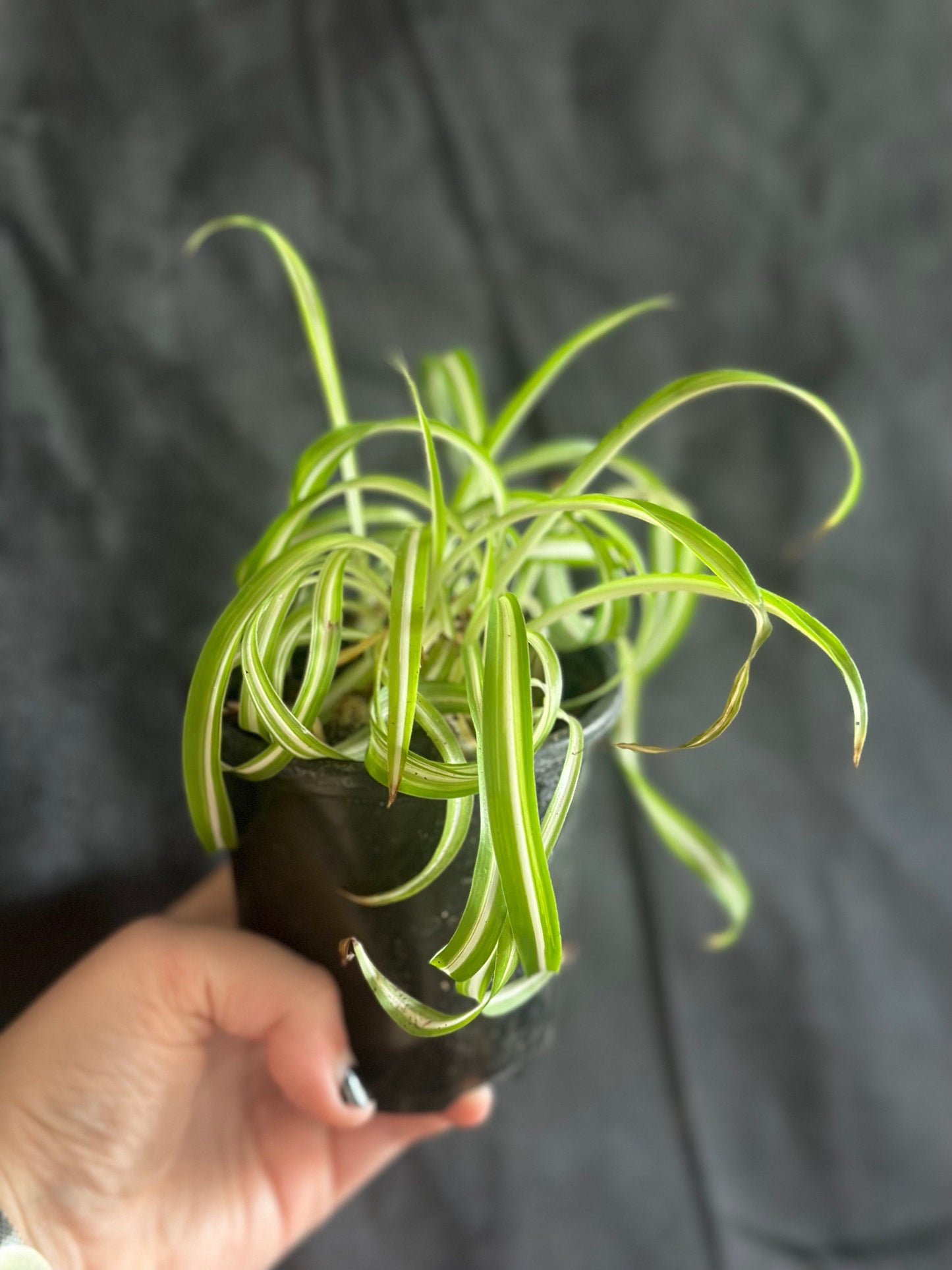 Curly Spider Plant ‘Bonnie’ - Chlorophytum comosum