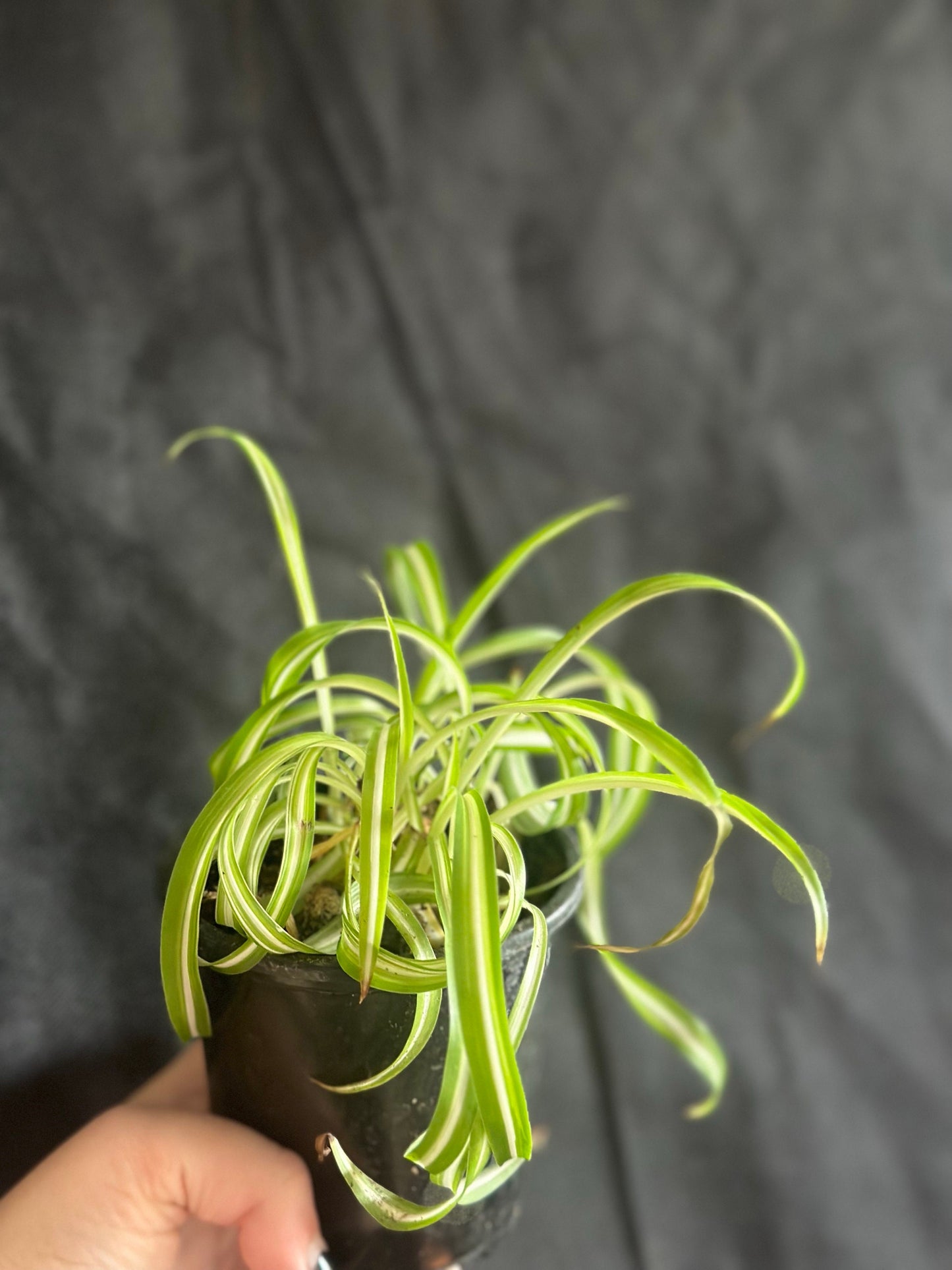 Curly Spider Plant ‘Bonnie’ - Chlorophytum comosum