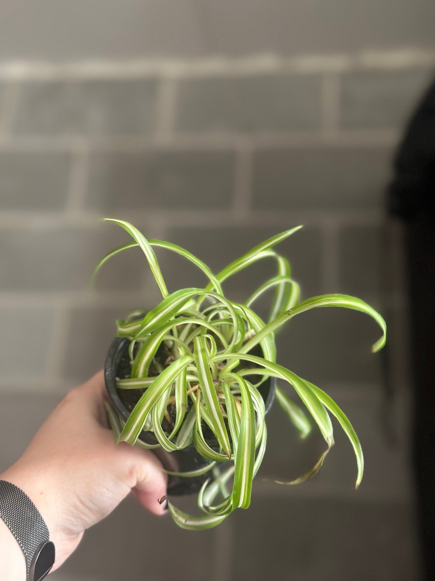 Curly Spider Plant ‘Bonnie’ - Chlorophytum comosum