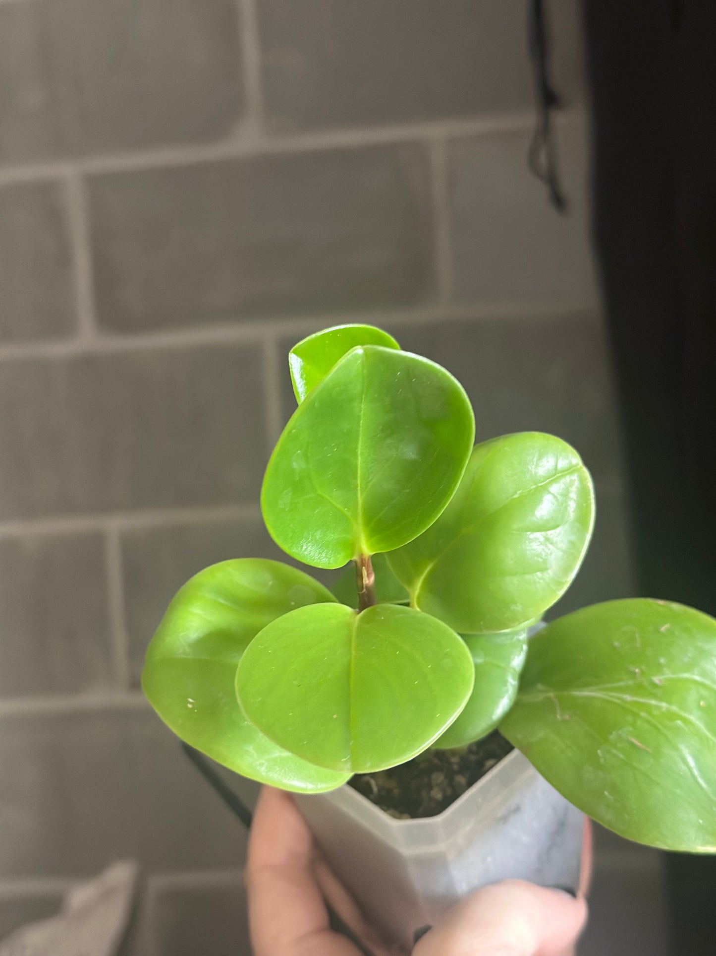 Peperomia obtusifolia 'Baby Rubber Plant'