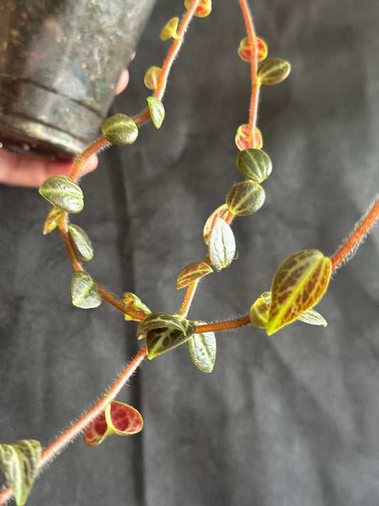 Peperomia trinervis “Bicolor Peperomia”