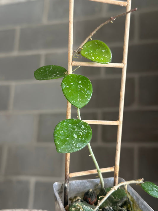 Hoya "Mathilde" - Hybrid wax plant