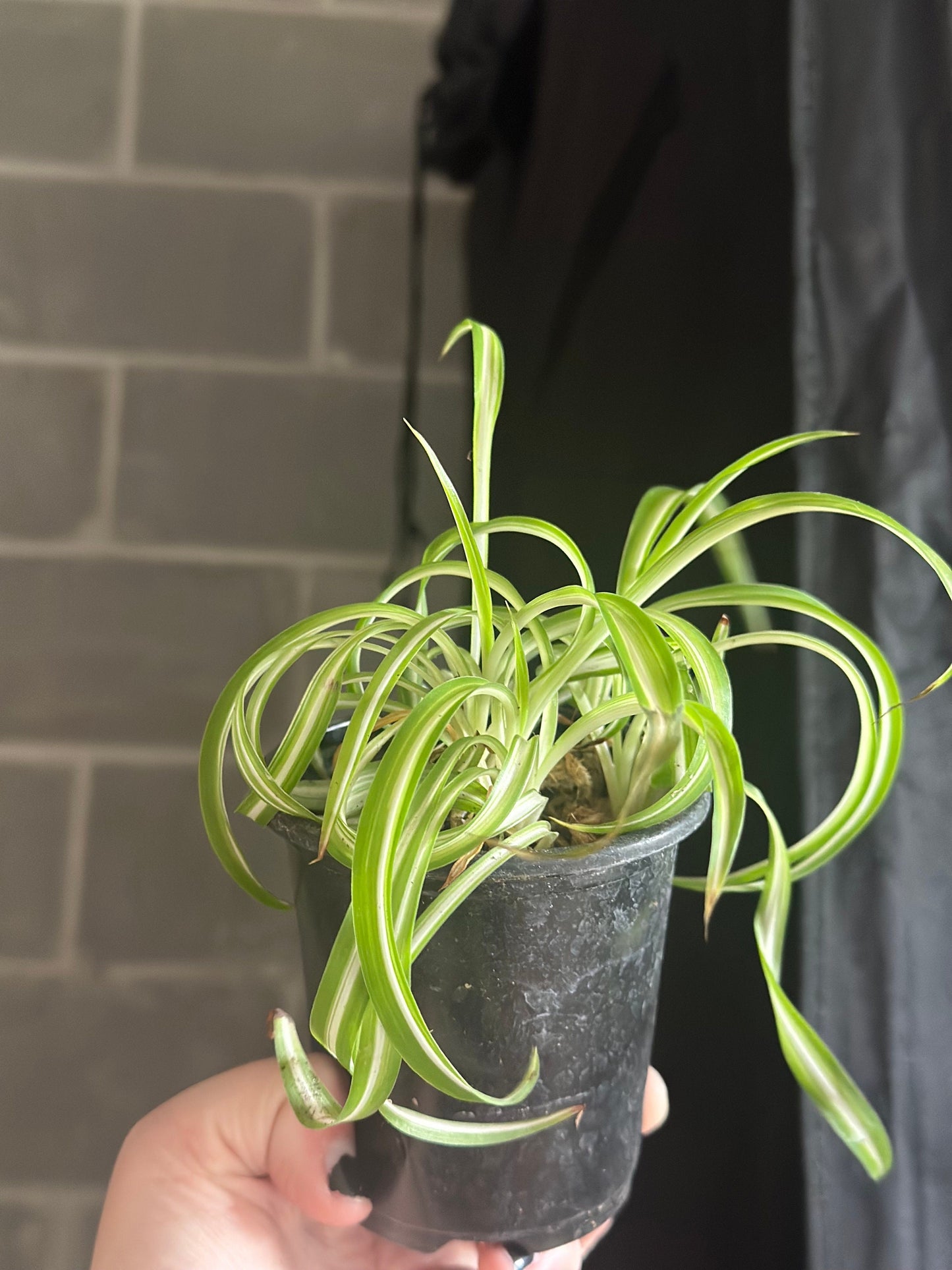 Curly Spider Plant ‘Bonnie’ - Chlorophytum comosum